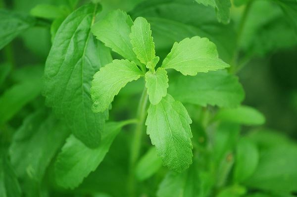 Stevia plant