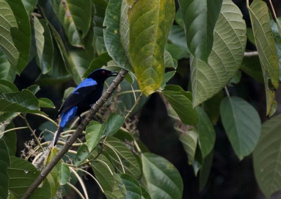 Asian-Fairy-Bluebird-feeding-on-Callicarpa-sp