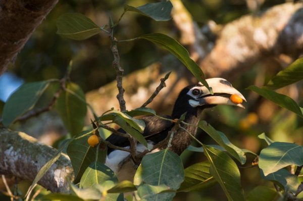 Oriental-Pied-Hornbill-feeding-on-Ficus-altissima