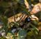 Oriental-Pied-Hornbill-feeding-on-Ficus-altissima