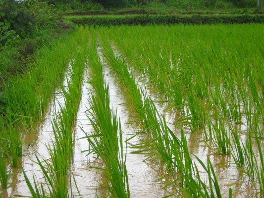 Rice Farming