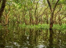 Mangrove